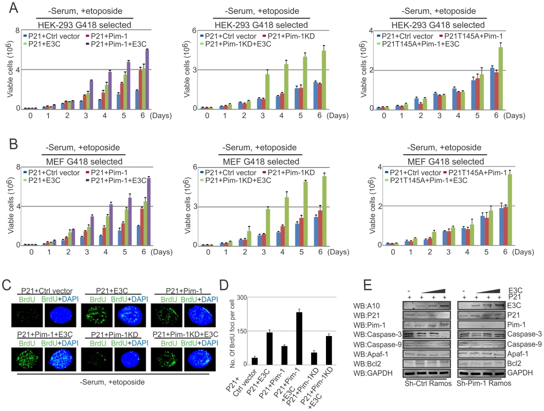 EBNA3C mediated oncogenic Pim-1 activation promotes cell proliferation by impeding the growth suppressive properties of p21.