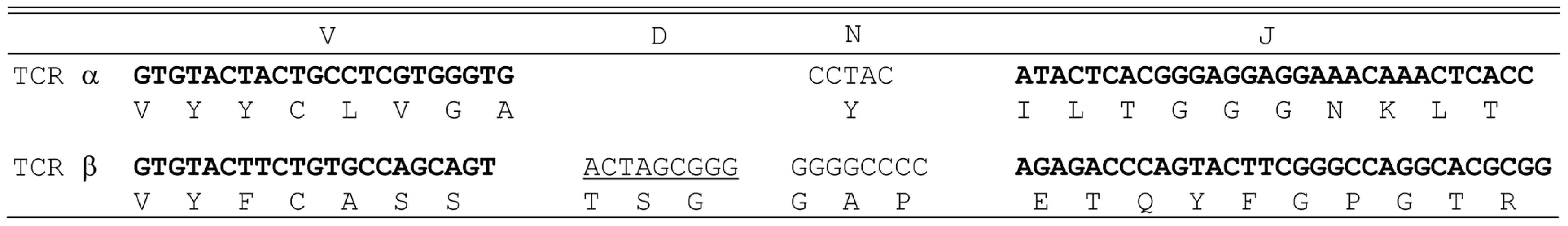 Junctional sequences of the TCR α chain and the TCR β chain identified from HCV NS3:1073–1081 clone.