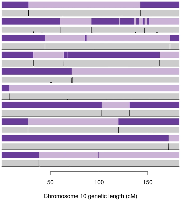 Inferred gene flow by Merlin (purple) and our method (grey) for ten informative meioses on chromosome 10 taken from Val Borbera cohort pedigrees.