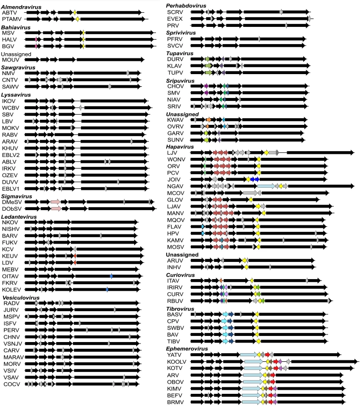 Schematic representation of the genomes of rhabdoviruses analysed.