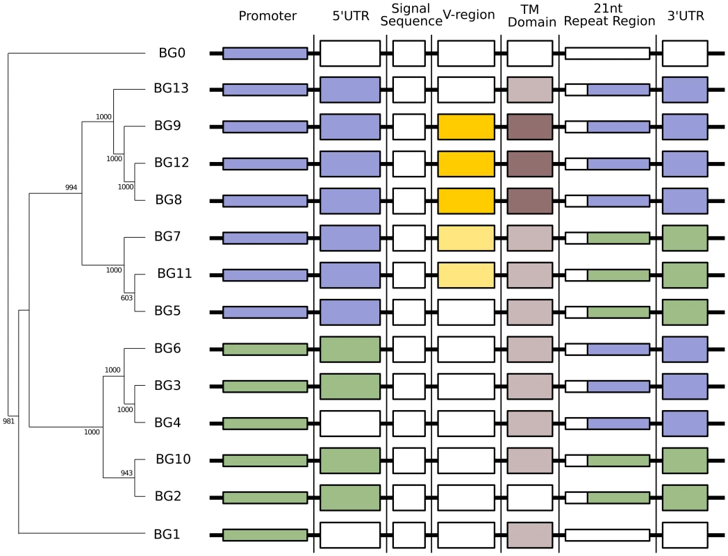 Phylogenetic analysis reveals six kinds of BG genes in the B12 haplotype: The two singletons each separately, and the twelve BG genes of the BG region in four groups indicating the presence of hybrid genes.