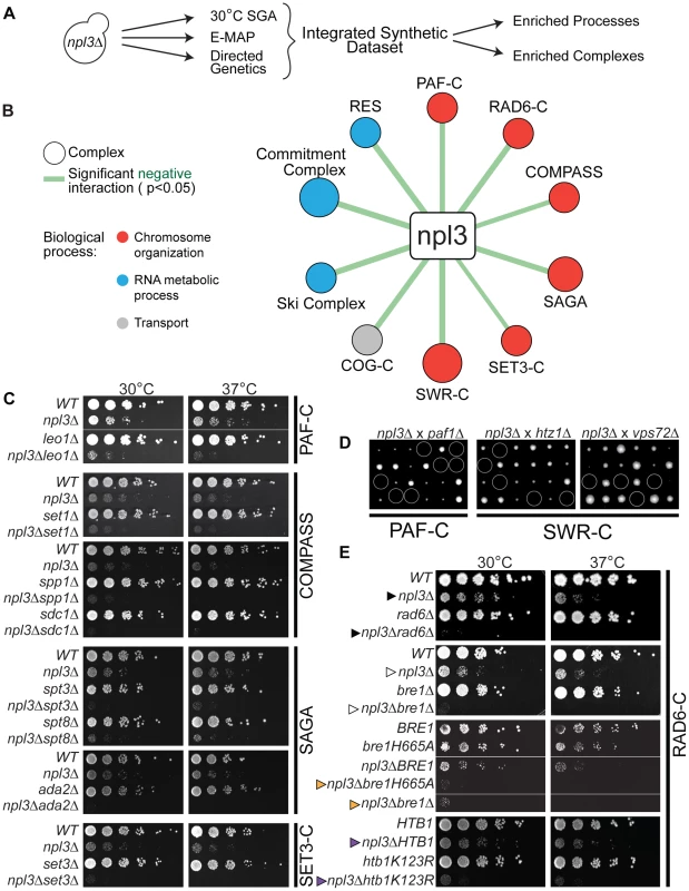 Extensive negative genetic interactions with <i>npl3</i> Δ connect <i>NPL3</i> to chromatin biology.