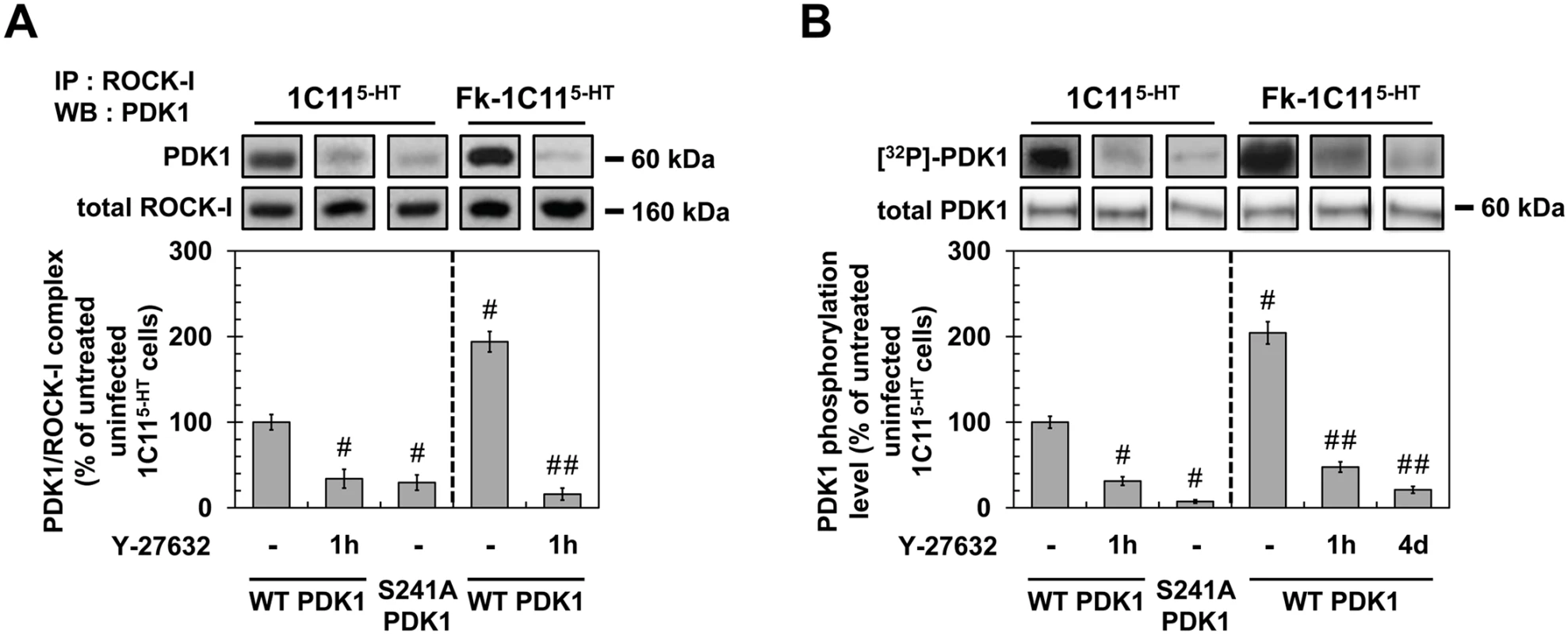 ROCK-I interacts with PDK1 and phosphorylates PDK1.