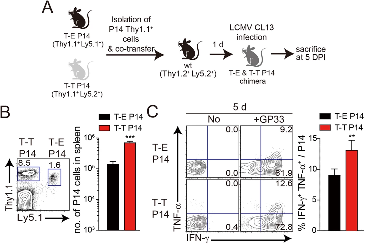 Co-adoptive transfers of T-E and T-T P14 cells.