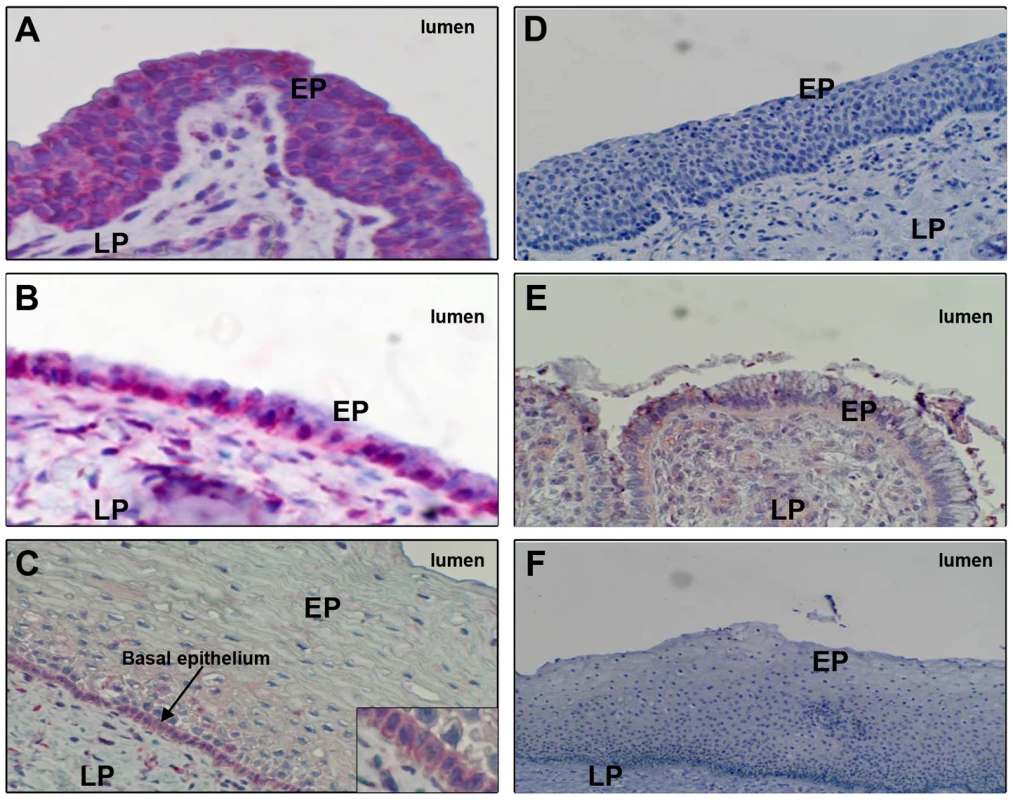 FcRn expression in human genital tissues, detected by immunohistochemistry.
