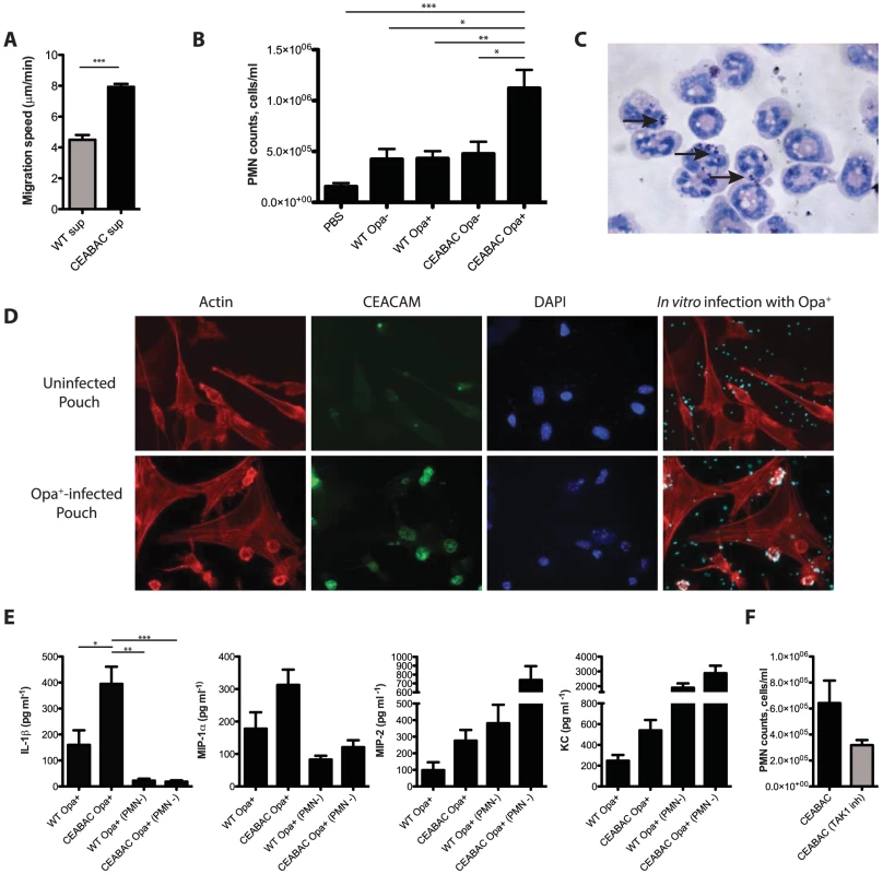 CEACAM binding stimulates the inflammatory response to <i>N. gonorrhoeae in vivo</i>.
