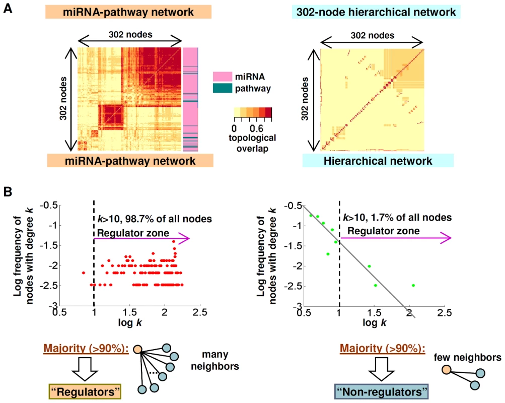 miRNA–pathway network topology.