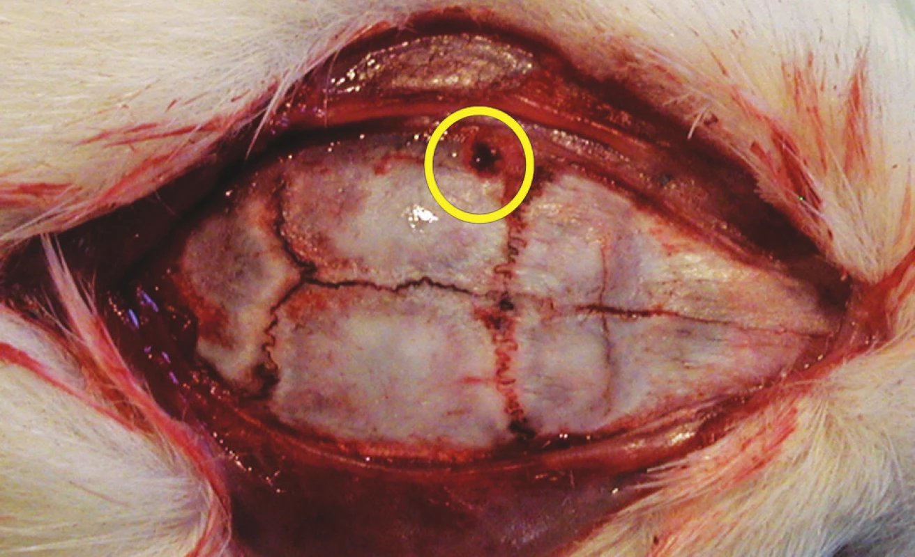 Lebka potkana s návrtem pro čidlo intrakraniálního tlaku v žlutém kruhu