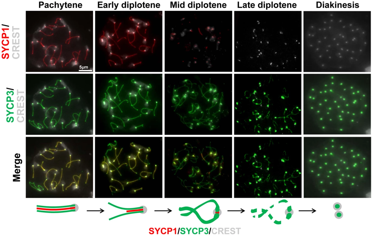 Dynamics of SYCP1 and SYCP3 localization on chromosome arms and centromeres during late prophase I.
