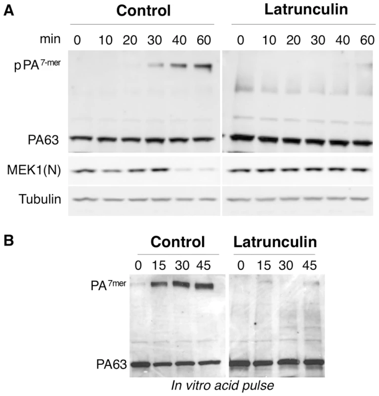 Latrunculin A prevents transport of PA to endosomes and subsequent cleavage of MEK1.