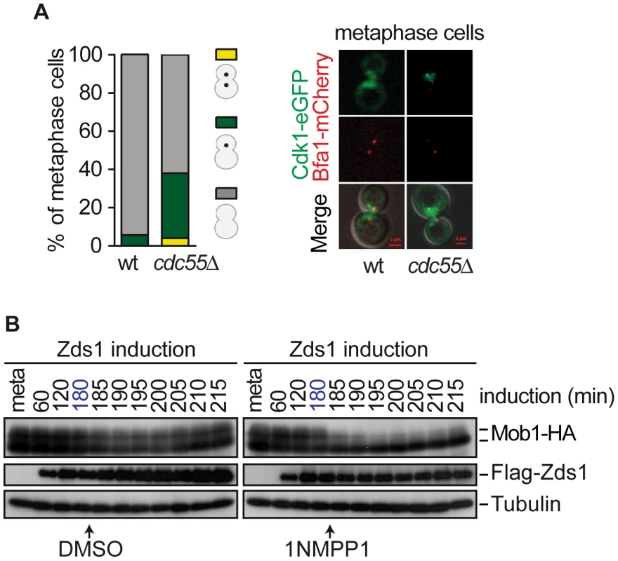 Cdk1– Clb2 inhibitory signal restrains MEN activation until anaphase.