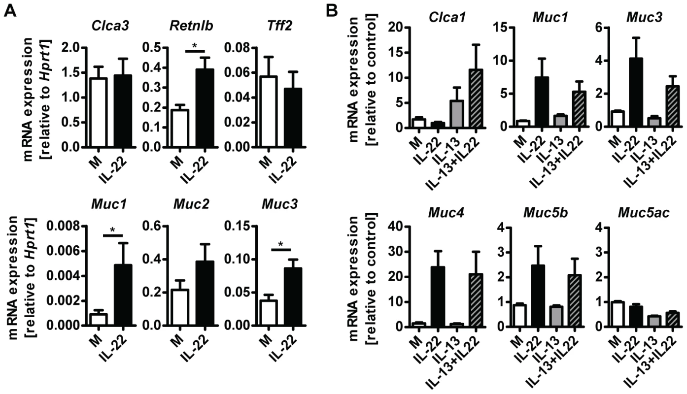 IL-22 acts directly on epithelial cells to induce mucin expression.