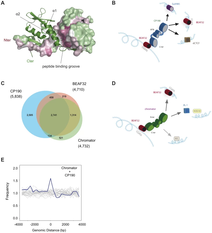 Structure of CP190-BTB/POZ, genome-wide localization of insulator factors at long-range contacts, and models.