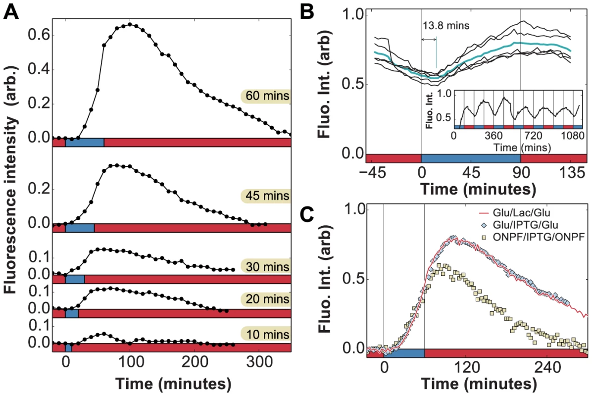 <i>In vivo</i> measurement of LacY expression in fluctuating environments.
