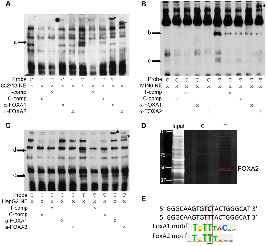 Alleles of rs11257655 differentially bind FOXA proteins in rat 832/13 insulinoma cells, mouse MIN6 insulinoma cells and human HepG2 hepatoma cells.