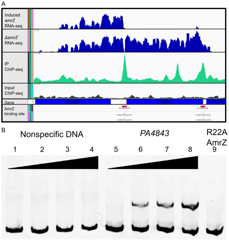 Analysis of ChIP-Seq and RNA-Seq data identifies AmrZ regulon.