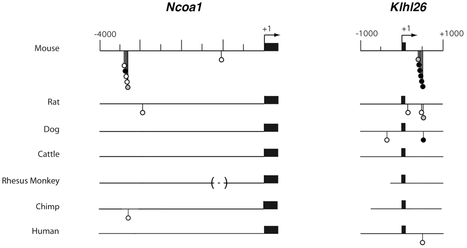 Comparative Consite analyses of <i>Ncoa1 and Klhl26</i> sequences from 7 mammalian species.
