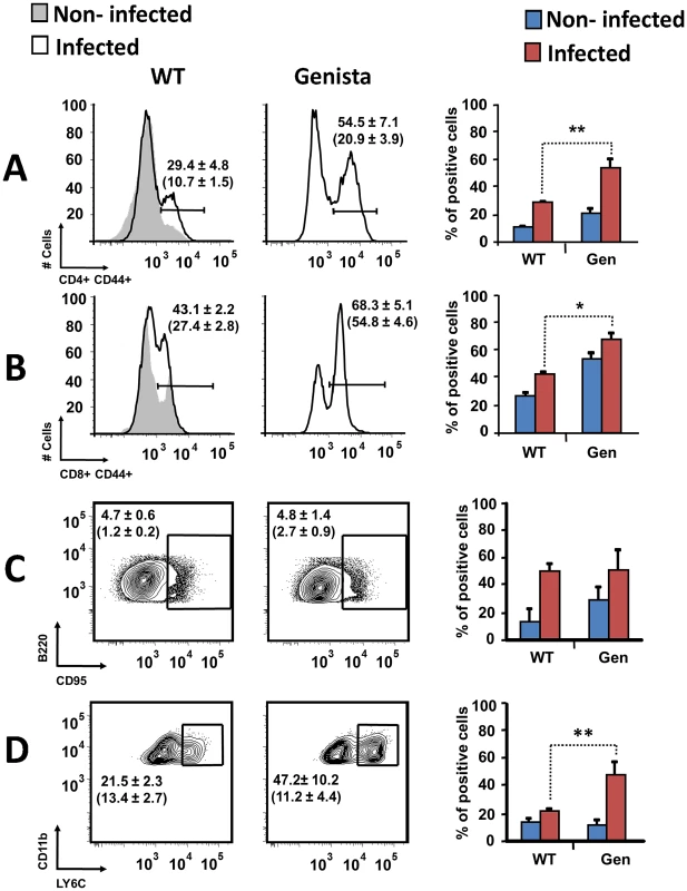 Activation of T and B lymphocytes and recruitment of monocytes in WT and Genista mice at 15 days post-infection.
