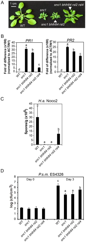 <i>bhlh84 rsl2 rsl4</i> partially suppresses the autoimmunity of <i>snc1</i>.