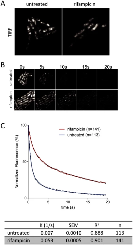 Rifampicin treatment increases the diffusion rate of RNase E.