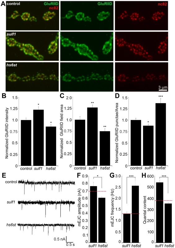 Bi-directional effects of <i>sulf1</i> and <i>hs6st</i> nulls on synaptic assembly.