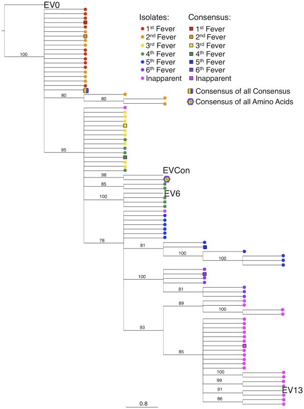 Phylogenetic analyses of the ConEnv, all consensus Envs, and the longitudinal isolates derived from experimental infection utilized in consensus gene development.