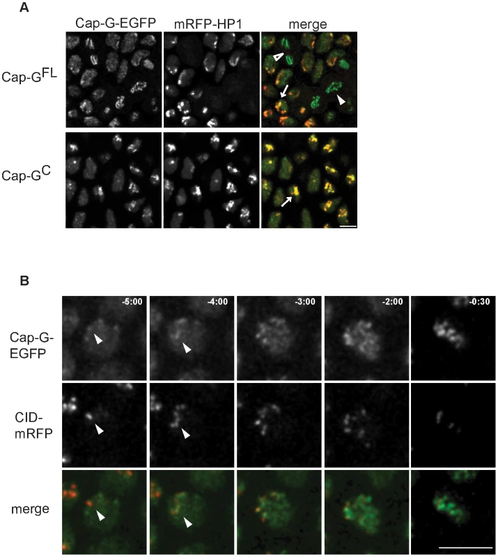 Cap-G-EGFP co-localizes with HP1 in interphase and initiates chromatin loading at centromeres.