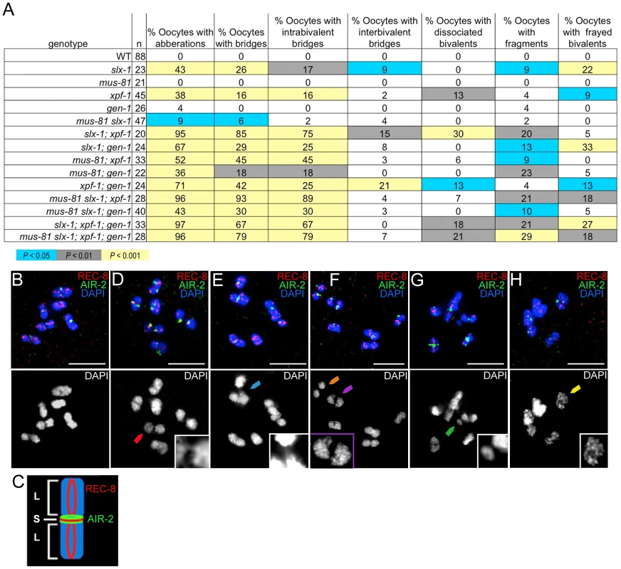 Oocytes in structure-specific endonuclease mutants exhibit chromosomal abnormalities.
