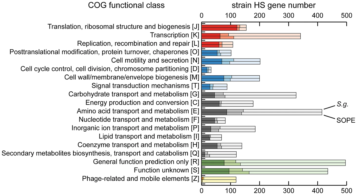 Retention of strain HS orthologs in <i>S. glossinidius</i> and SOPE according to COG functional category.