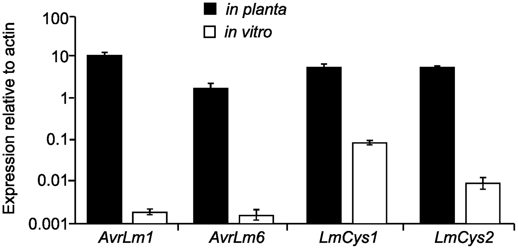 Quantitative reverse transcriptase (RT)-PCR analyses of <i>AvrLm6</i>, <i>AvrLm1, LmCys1</i> and <i>LmCys2</i>.