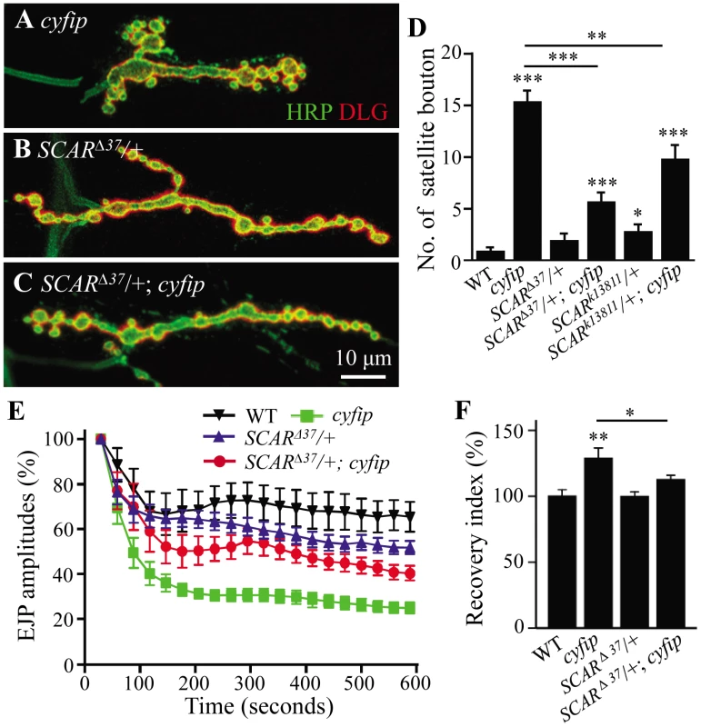 Cyfip functionally antagonizes SCAR in multiple contexts.