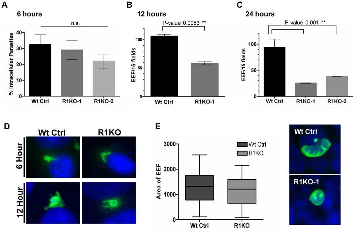 Development of <i>pyrom1(-)</i> EEF is significantly reduced within the first 24 hours of hepatic development.