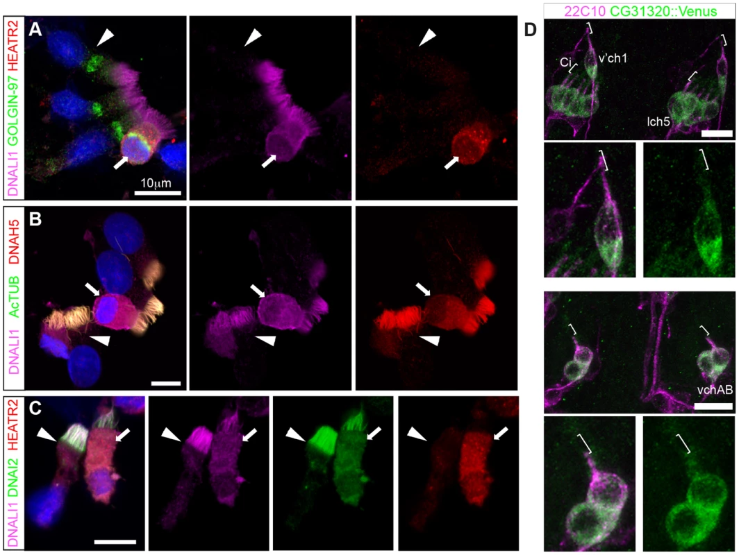 Cytoplasmic HEATR2 is expressed during early ciliogenesis.