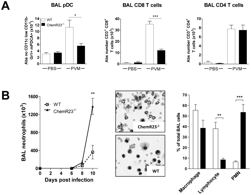 Decreased recruitment of pDCs and CD8<sup>+</sup> T lymphocytes and higher recruitment of neutrophils to the lung of infected ChemR23-deficient mice.
