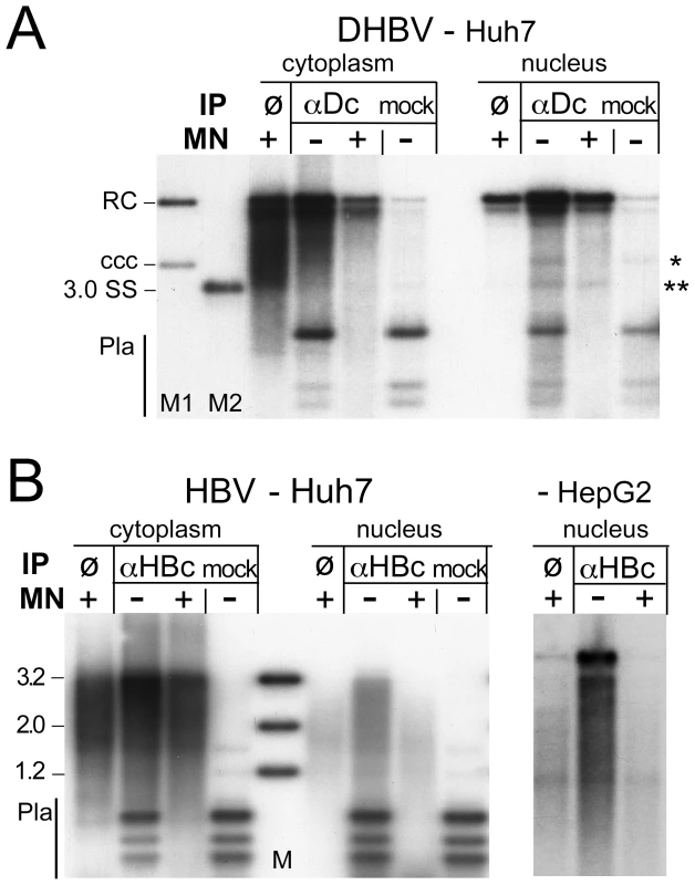 Core protein association of nuclear DHBV and HBV DNA.