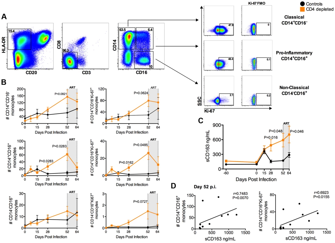 Expansion of activated, pro-inflammatory monocytes in CD4-depleted SIV-infected RMs.