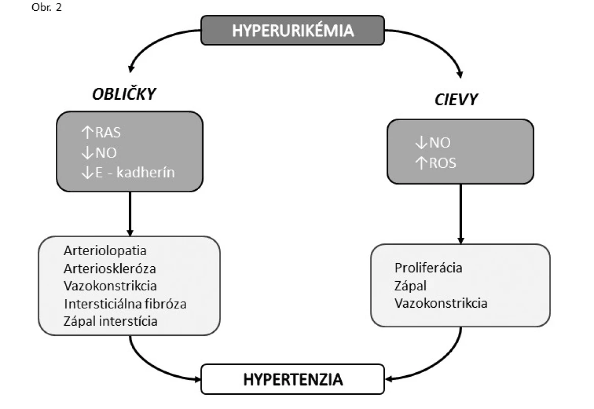 Predpokladaný mechanizmus, ktorým hyperurikémia indukuje hypertenziu.
Intracelulárne kyselina močová indukuje oxidačný stres aktiváciou renín-angiotenzínového systému (RAS) a inhibíciou syntézy NO a mikrozápal, ktoré vyvolávajú systémovú a renálnu vazokonstrikciu, proliferáciu hladkých svalových buniek a vývin na soľ rezistentnej hypertenzie. Zníženie syntézy a zvýšenie degradácie E-kadherínu prispieva k indukcii intersticiálnej fibrózy. Poškodenie renálnych arteriol prehlbuje renálnu ischémiu a vedie k vývinu na soľ citlivej formy hypertenzie [38, 40–43, 45, 47].