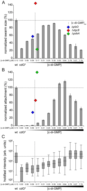 Motility and surface attachment show distinct <i>in vivo</i> c-di-GMP dose-response curves.