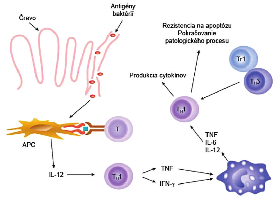Imunopatogenéza Crohnovej choroby
Mikroorganizmy alebo ich produkty prechádzajú cez intestinálnu bariéru a dostávajú sa do submukózy. Tu ich zachytia a spracujú bunky prezentujúce antigén (APC) a prezentujú naivným T-pomocným lymfocytov (T). APC súčasne produkujú IL-12, pod ktorého vplyvom sa naivné T-lymfocyty diferencujú do T&lt;sub&gt;H&lt;/sub&gt;1-subpopulácie. T&lt;sub&gt;H&lt;/sub&gt;1-lymfocyty syntetizujú TNF a IFN-γ, ktoré následne aktivujú makrofágy. Navyše T&lt;sub&gt;H&lt;/sub&gt;1-lymfocyty sa stávajú rezistentnými na apoptózu a na imunosupresívnu aktivitu regulačných T-lymfocytov Tr1 a T&lt;sub&gt;H&lt;/sub&gt;3, čo všetko spôsobuje, že sa zápalový proces ďalej rozvíja. 
(podľa Neurath et al., Trends Immunol 2001; 22: 21-6, modifikované)
Figure 3. Immunopathogenesis of Crohn's disease
Microorganisms or their products pass through the intestinal barrier into the submucosa. There, they are detected and processed by antigen-presenting cells (APC) to be presented to naïve T-helper cells. At the same time, APC produce IL-12, due to which naïve T cells differentiate to form the T&lt;sub&gt;H&lt;/sub&gt;1 subpopulation. T&lt;sub&gt;H&lt;/sub&gt;1 cells synthesize TNF and IFN-γ, which activate macrophages. Moreover, T&lt;sub&gt;H&lt;/sub&gt;1 cells become resistant to apoptosis and to immunosuppressive activity of regulatory T cells, Tr1 and T&lt;sub&gt;H&lt;/sub&gt;3, all of which further aggravates the inflammatory process.
(adapted from Neurath et al., Trends Immunol 2001; 22: 21–26)