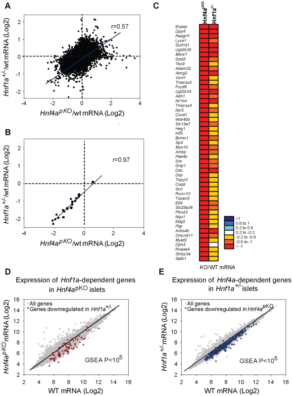 Hnf1α and Hnf4α regulate a common set of genes.
