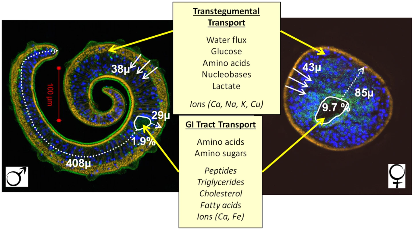Pathways for diffusion of nutrients in male and female schistosomes.
