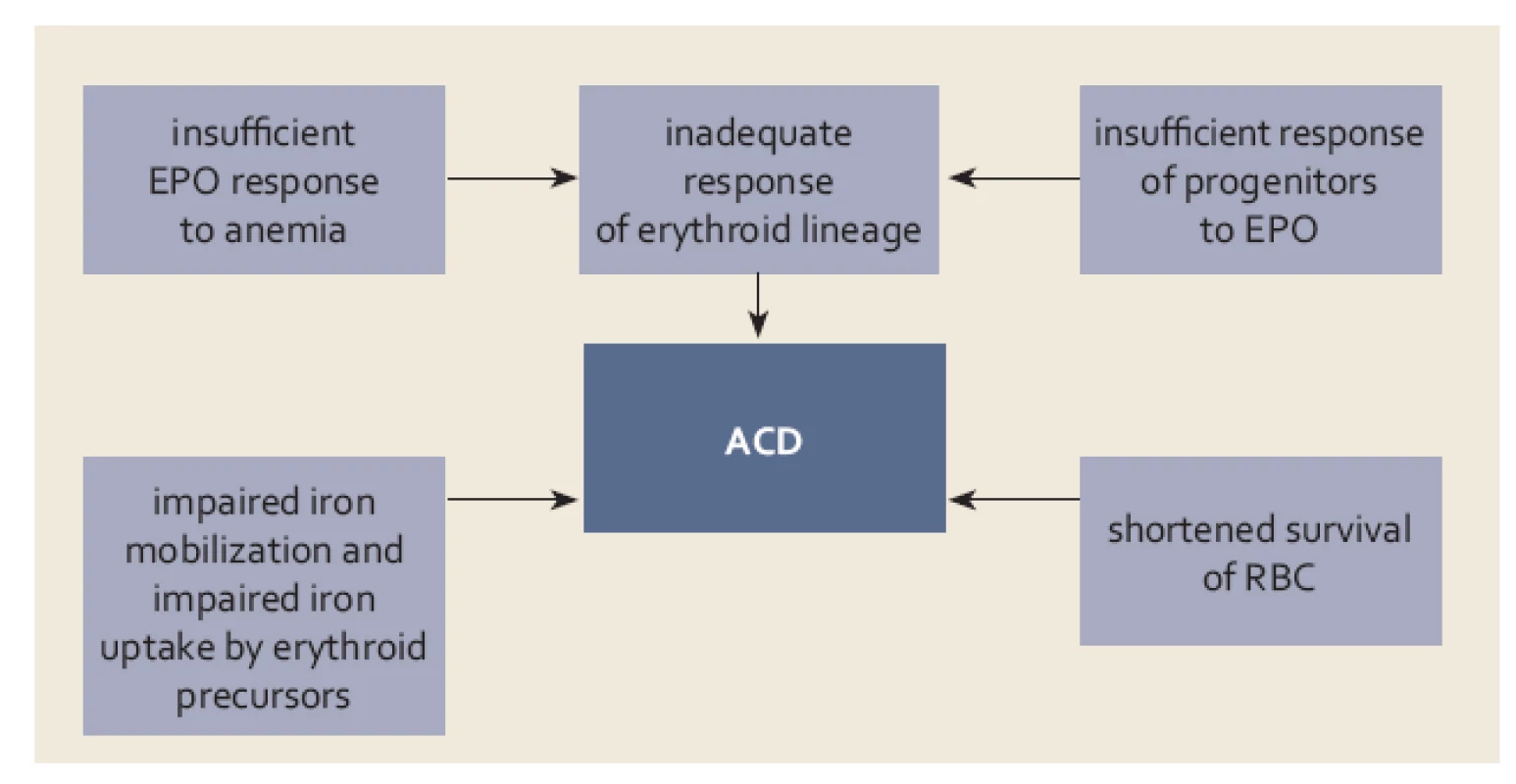 Základní mechanizmy uplatňující se v patogenezi anémie při chronickém onemocnění (ACD) (bližší vysvětlení v textu).
Fig. 4. Basic mechanisms involved in the pathogenesis of anaemia in chronic dis ease (ACD) (detailed explanation in the text).