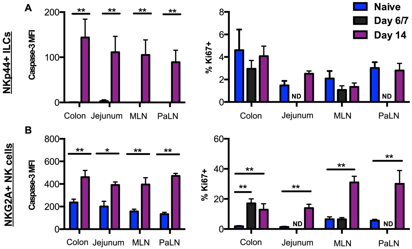 SIV-induced turnover of NK cells and ILCs in intestinal mucosae.