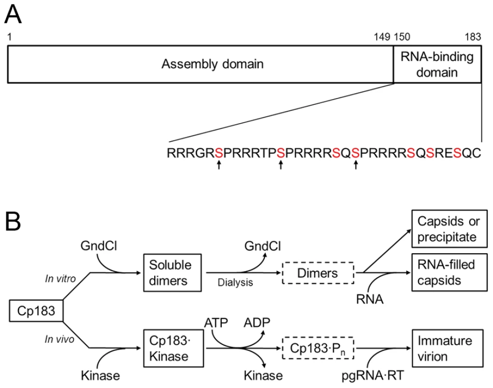 HBV core assembly and Cp183 phosphorylation.