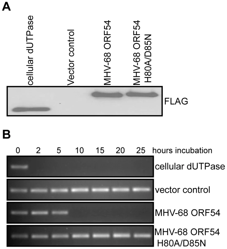 Generation of a dUTPase-null MHV-68 ORF54.