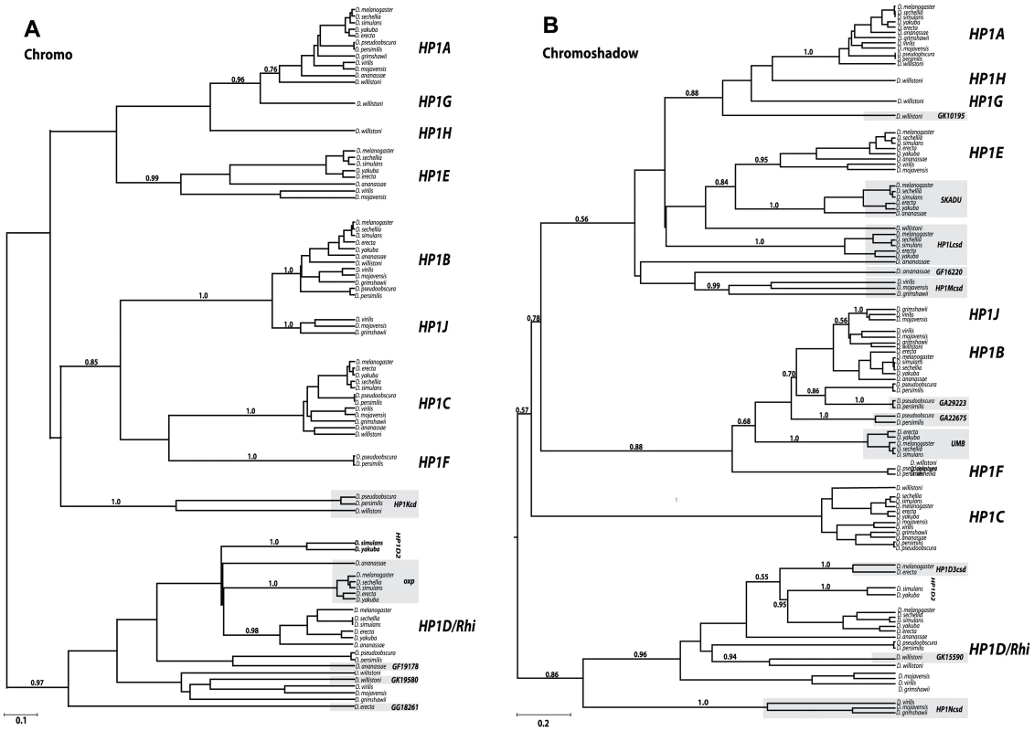Phylogenetic relationships among the Drosophila HP1 genes.