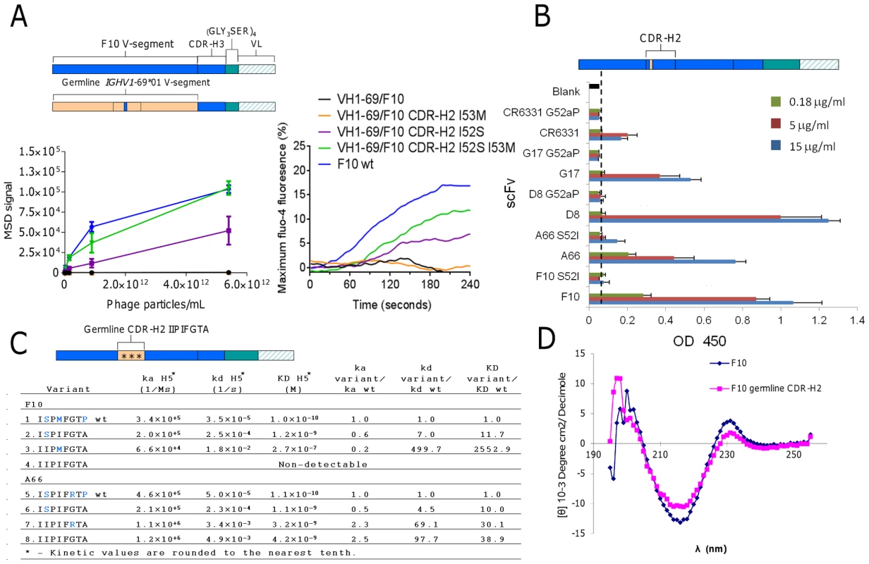 Validating the structural role of Ser52 in HV1-69-sBnAbs.