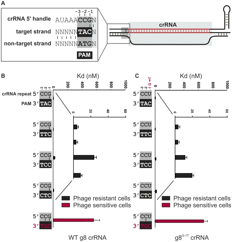 Base pairing at the −1 position is not required for CRISPR-interference.