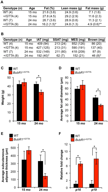 Age-related fat loss in <i>BubR1</i><sup>+/GTTA</sup> mice.