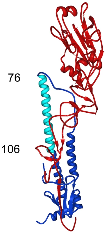 Region of dominant contacts between anti-H3 mab 12D1 and HA2.